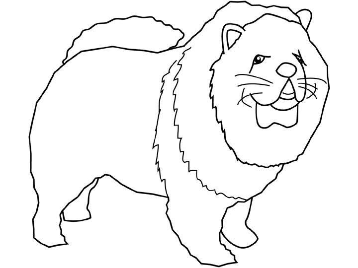 coloriage chien chow chow